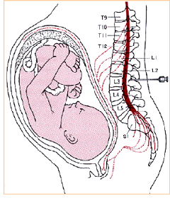 分娩・出産の痛みの伝達経路